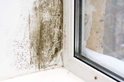 Mold Removal in Orlando by Allied Mitigation Group LLC